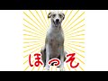 とんでもないメンシプスタンプが届いたほっそ〜ライブ🐶