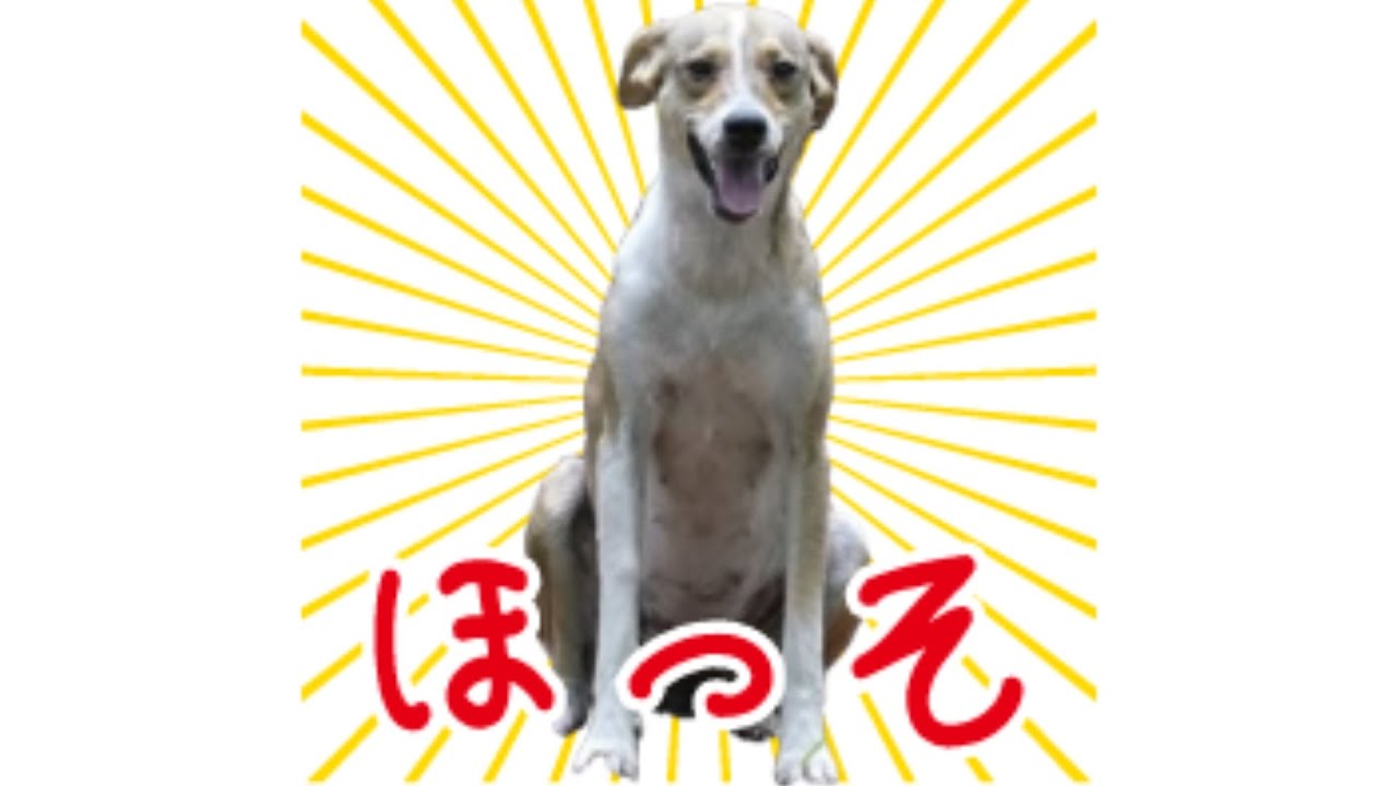 とんでもないメンシプスタンプが届いたほっそ〜ライブ🐶