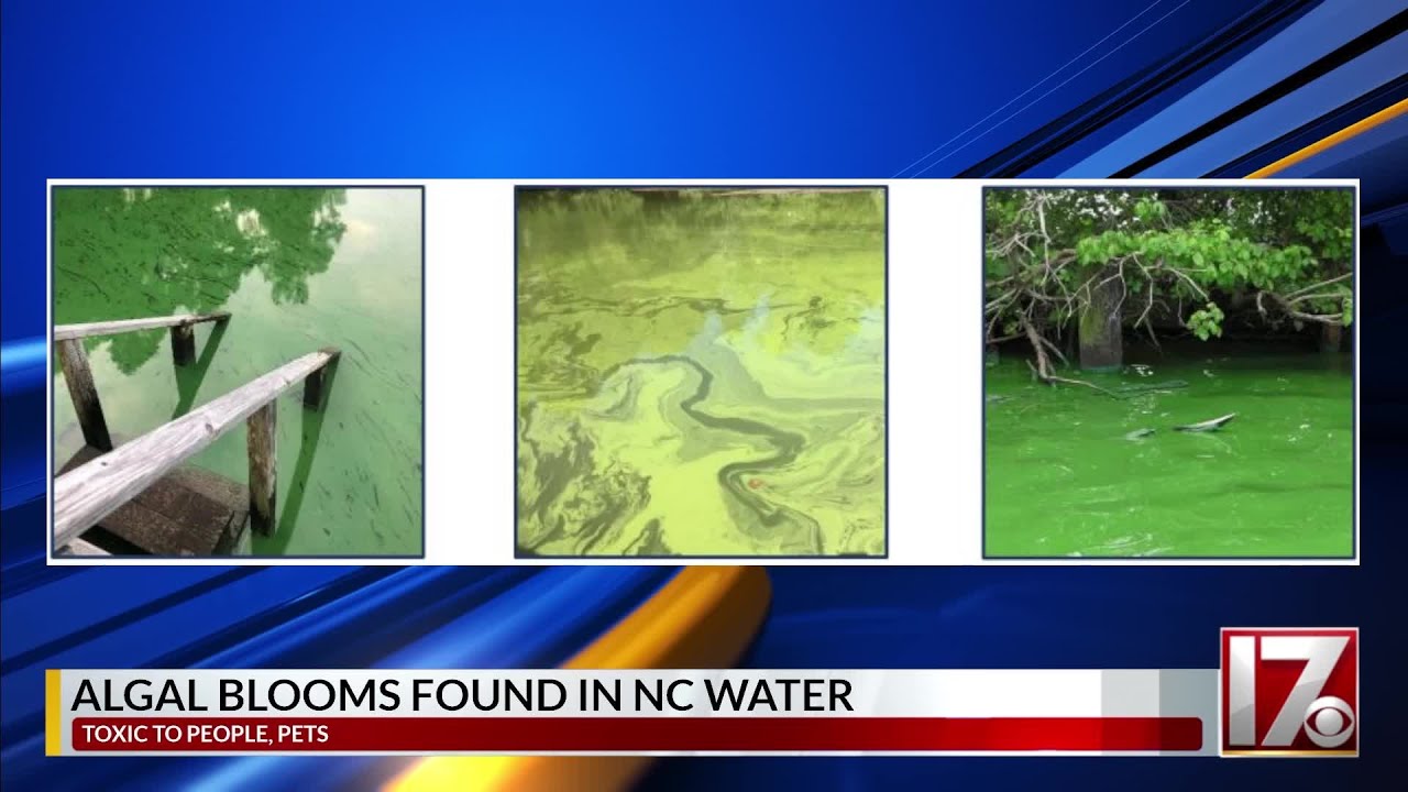 Algae harmful to people, pets growing in NC waters YouTube