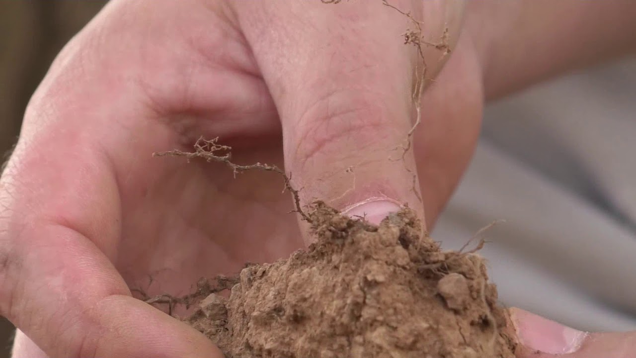 Life Biodehesa Manejo integrado de la dehesa (english version) YouTube