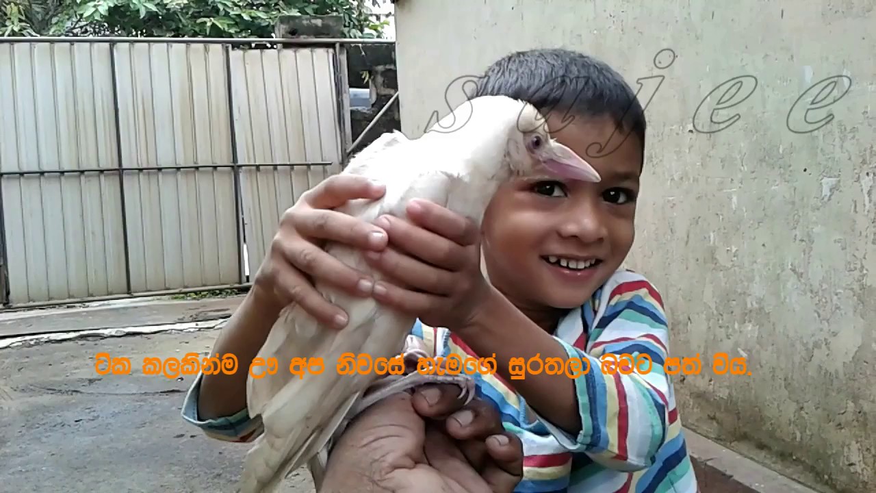 White crow in dehiwala sri lanka sajeewa satharasinghe s house