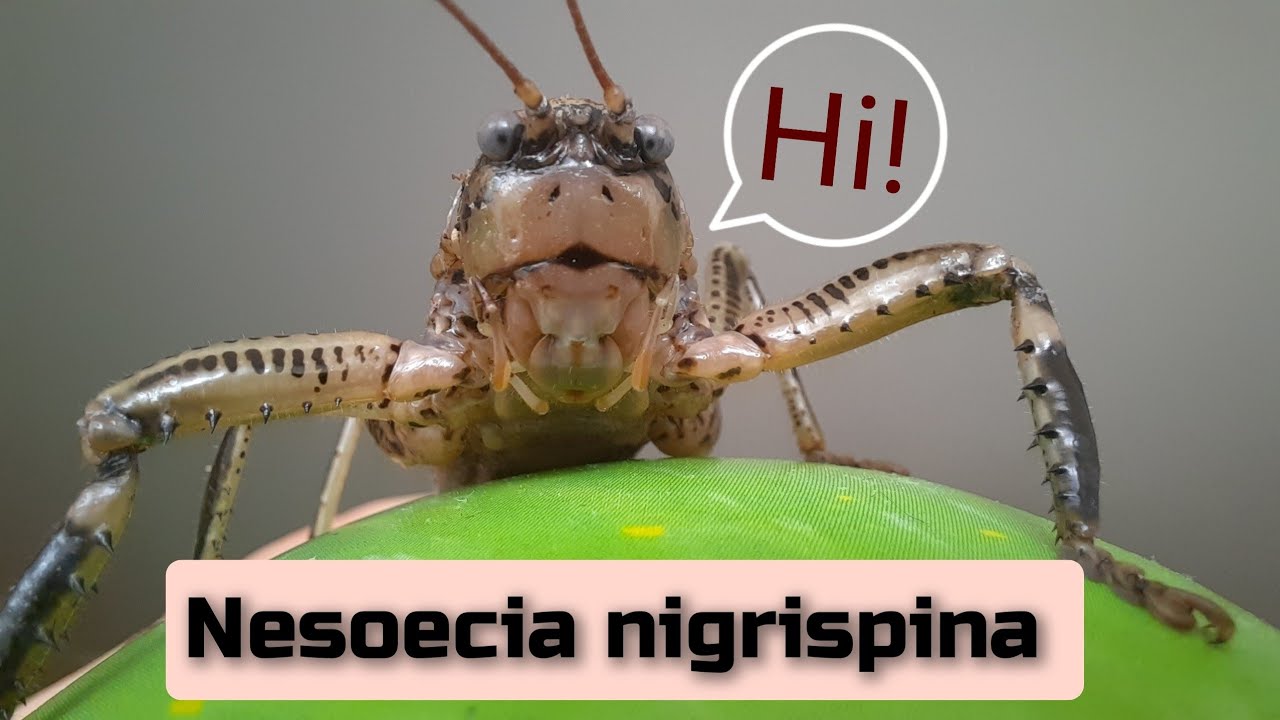 Мексиканские кузнечики Nesoecia nigrispina. ИМАГО. 