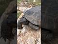 A tortoise in the wild  #nature #travel #wildanimals #tortoise