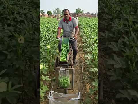 गुड़ नाइट सभी मित्रों को राधे राधे