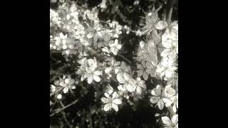 [FREE] Dreamy Bells x Slow Chill x Melodic Flow – Echo Serenity