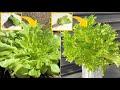 食べたレタスを植えるだけで、何度もレタスを収穫できました！ / How to harvest a lot of lettuce from food scraps many times.
