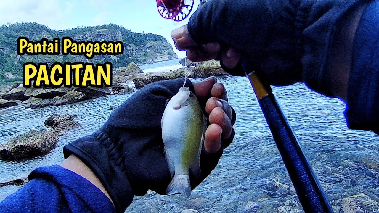 Ikan disini Cantik-Cantik..!! Mancing pinggiran di Pantai Pangasan Pacitan