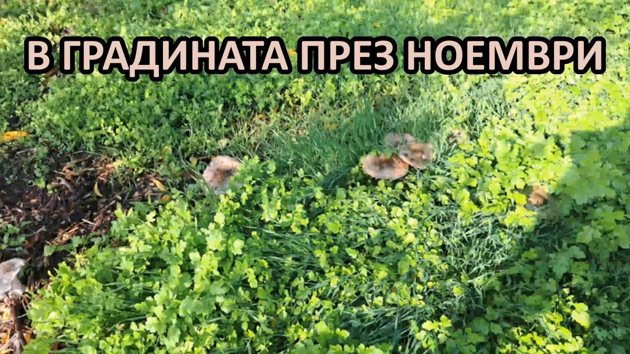 В градината ми без копане през ноември / Зелеви и покривни култури / Tony's permaculture garden