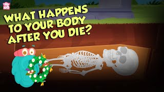 What Happens To Your Body After You Die? | Human Biology | The Dr Binocs Show | Peekaboo Kidz image
