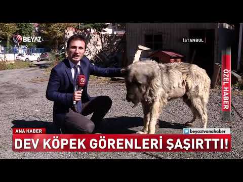 İşte Türkiye'nin En Büyük Köpeği Dağlı'nın Son Hali...