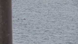 Celebrity NEUM - The Beach in front of VillaPlava Wealth