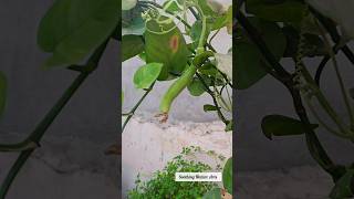 Tej Garmi se plants ko bachane ke liye Mulching kar lena