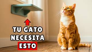 Haz estos 15 cambios y tu gato vivirá más FELIZ