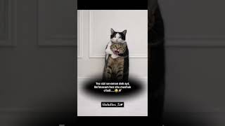 Tez ayt. Mushukchalar🫵🏻❤️#cat #youtubeshorts #shortvideo #shorts #reels #catshorts #catvideos #video