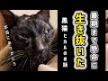 【追悼】疥癬と舌潰瘍でボロボロだったヒカル、保護から10ヶ月間の生きた証