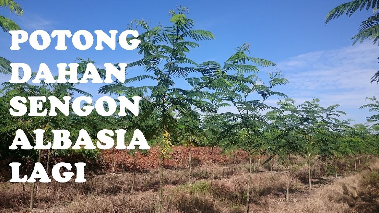 Potong Dahan Sengon Albasia Lagi_Kebun Sengon