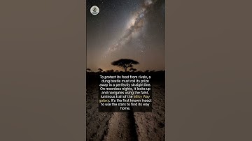 Galactic GPS: How Dung Beetles Navigate the Milky Way