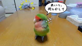 生後3ヶ月のオカメインコに太刀打ちできないコザクラインコ