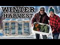 Our greenhouse in march  harvesting vegetables in winter in zone 3
