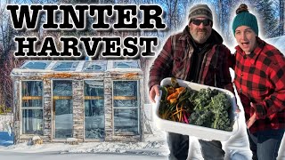 Our Greenhouse In March  Harvesting Vegetables In Winter In Zone 3