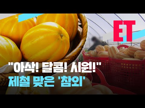 [ET] “아삭! 달콤하고 시원한 맛”…제철 맞은 ‘참외’ / KBS  2022.05.24.