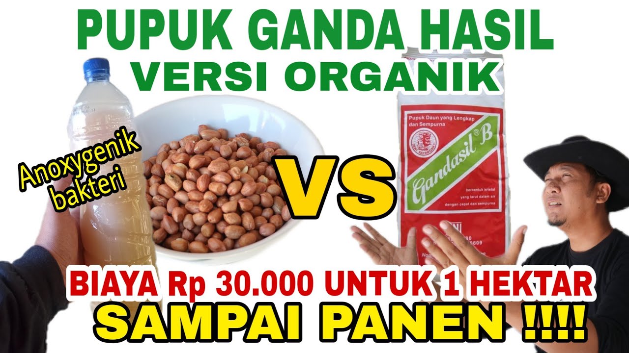 KACANG TANAH KALAHKAN PUPUK KIMIA ?? PENEMUAN TERBAIK SAYA DIAWAL 2023