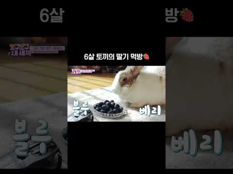 6살 <strong>토끼의</strong> 딸기 <strong>먹방</strong>🐰🍓 #shorts