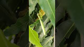 இலை#பூச்சி#kung fu panda#boxing#grasshooper#video