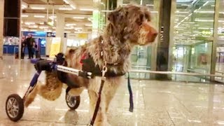 PERRITO EN SILLA DE RUEDAS ABANDONADO POR SU FAMILIA EN EL AEROPUERTO !