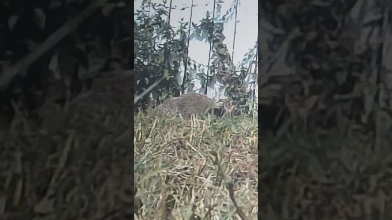 Operation Punxsutawney Bill UPDATE 