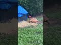 Raining day #turtle #rain #outdoors #nature #viral #rainsounds