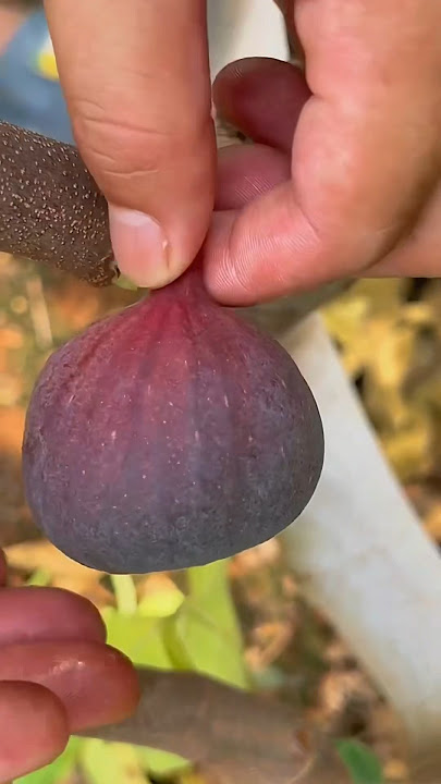 Pohon buah tin bisa berbuah ditanam dalam pot #buahtin #tin