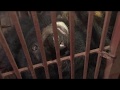 The fate of bile bear hai chan in vietnam