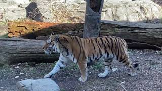 Amur or Siberian Tiger