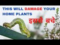 This insect will damage your home plants | Beware of it | Spread awareness| Save plants