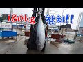 동해안 대왕참치 잡혔다!!  해체및 참치특수부위 먹방!!/A giant tuna comes up from the sea in Korea.