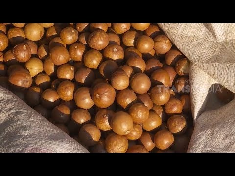 Coklat Macadamia | JEJAK SI GUNDUL (01/11/18) Part 3