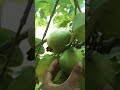 Ma chettu jamma pandlu 🍐🍐🍐