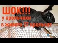 Шок!!! У крольчихи в животе 27 крольчат. Крольчиха от Белого Великана и Серого Великана.