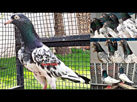 Royal Teddy Pigeons For Sale Royal Teddy Kabootar Sold Out Youtube