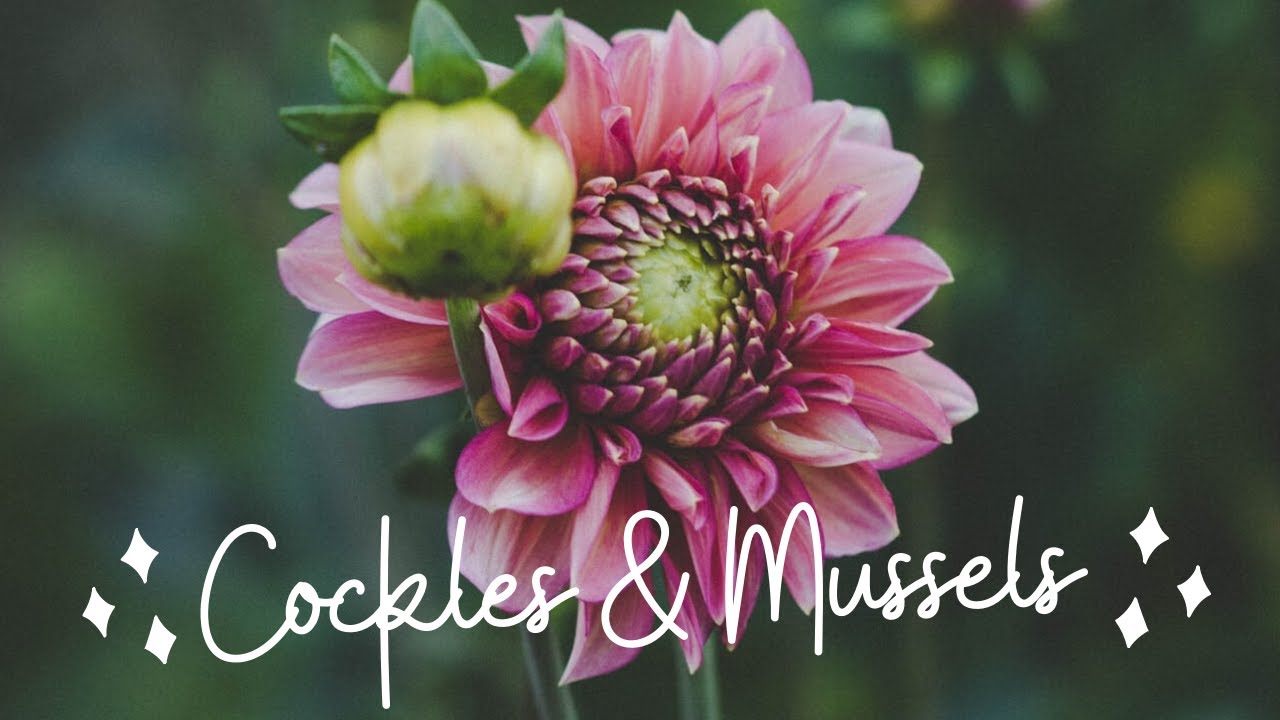 Happy piano songs 10 “Cockles & Mussels” Alfred's 1 Lucy Dinh