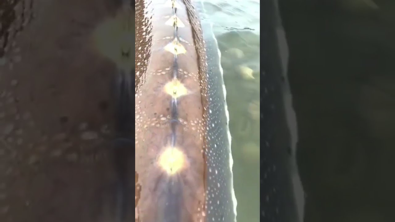 JAW DROPPING Largest Sturgeon Fish Caught On Camera Fishing Lake