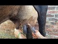 Cow Milking by village life