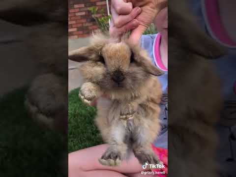 Bunno Floppity Woppity Anatomy Tik Tok Grizzly Bane0 