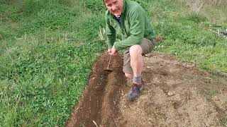 Planting potatoes with very long sprouts Details