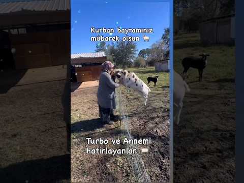 Kurban Bayramınız Mübarek Olsun