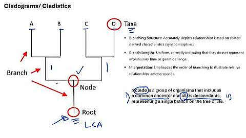 01  Classification and Cladistics