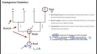 01 Clification And Cladistics
