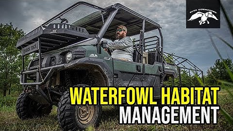 How to Get MORE Ducks | Waterfowl Habitat Management