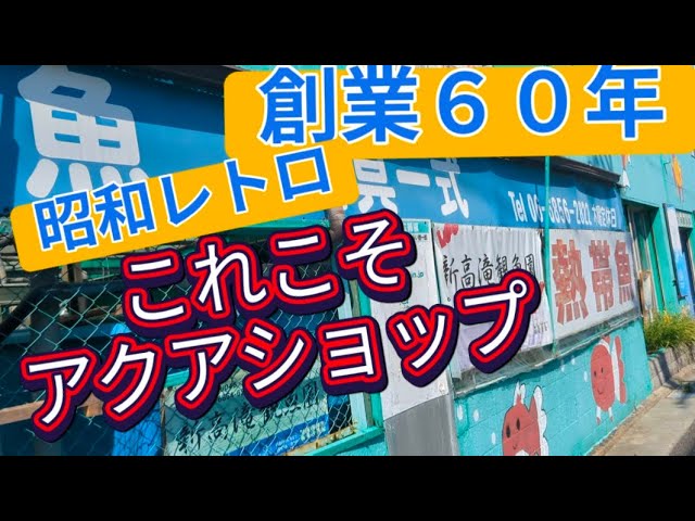 This is amazing! Osaka's amazing tropical fish store, Shintakataki